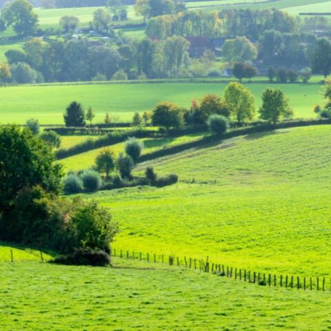 Groen Limburgs heuvellandschap