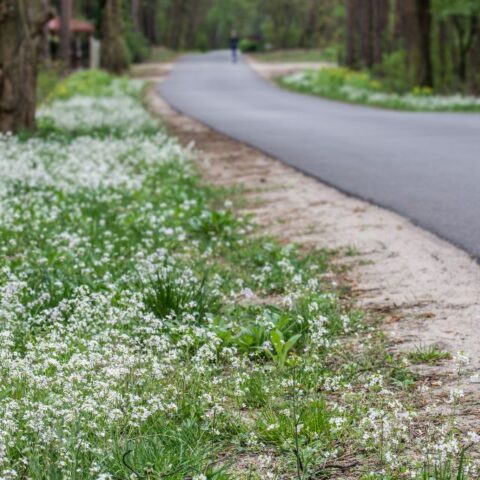 Geasfalteerde weg in bosrijke omgeving, met een groene berm en bloeiende planten.