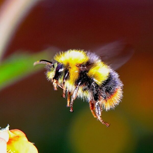 vliegende hommel