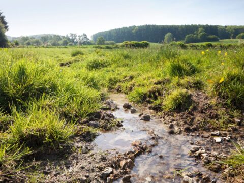 Grasland met een ondiepe kuil vol water