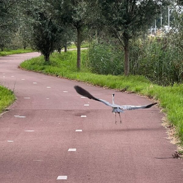 reiger vliegt over fietspad