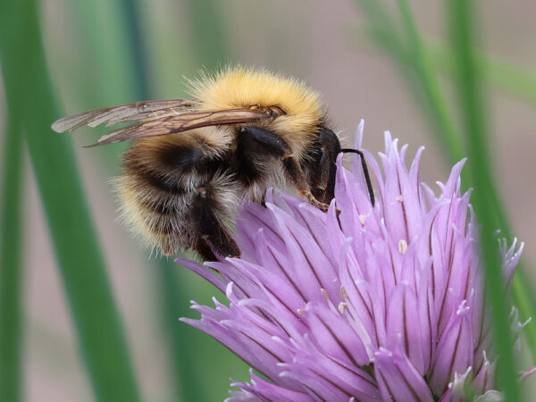 Hommel die in de bloem van een bieslook plant zit