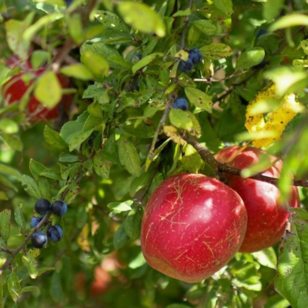 Wilde appel en blauwe bessen aan groene vegetatie