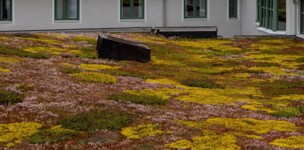 Een groen dak vol vegetatie op een woning